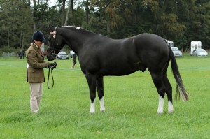 Lesley McNaughton Wells - Brechin Show 2014a